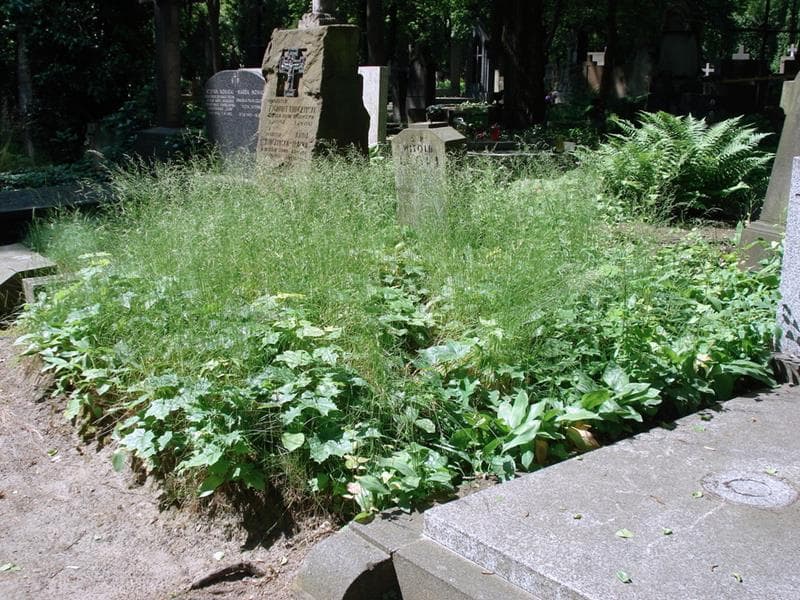Zdjęcie grobu: Pole Grobowe