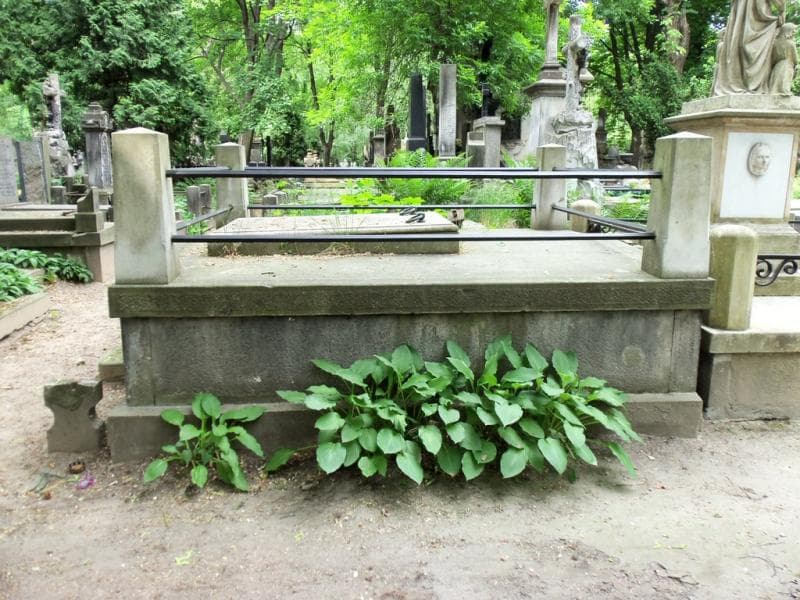Zdjęcie grobu Schróderowie (1)