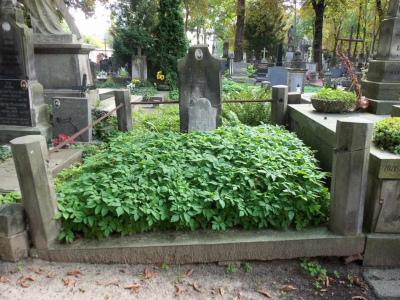 Zdjęcie grobu: Józefa Goździejewska
