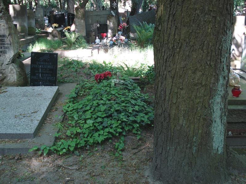 Zdjęcie grobu: Zofia Joel
