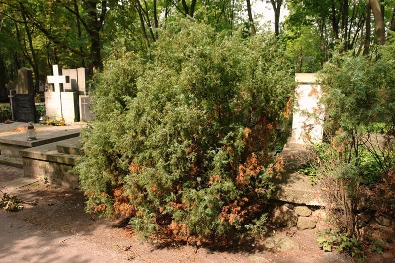 Zdjęcie grobu: Stanisław Van Der Noot Kijeński