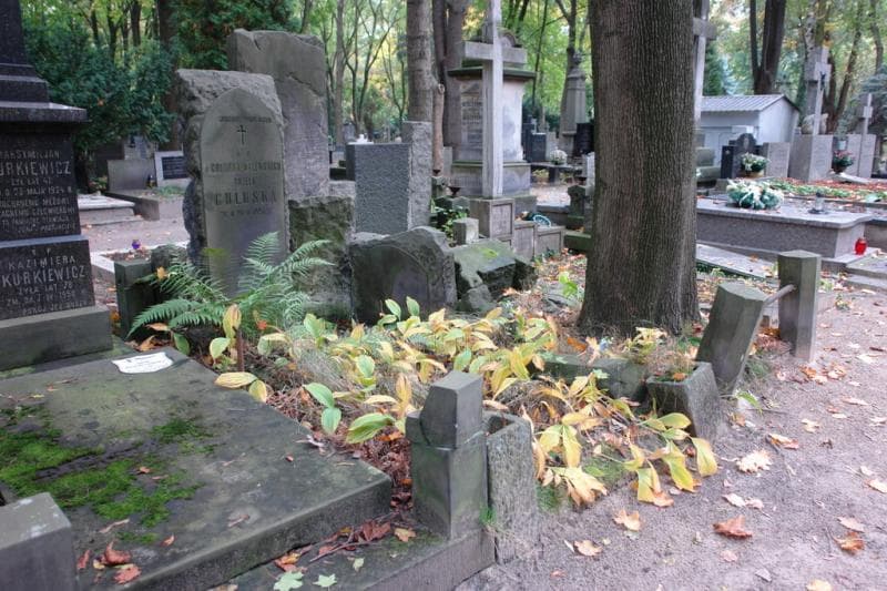 Zdjęcie grobu Aniela Chluska (1)
