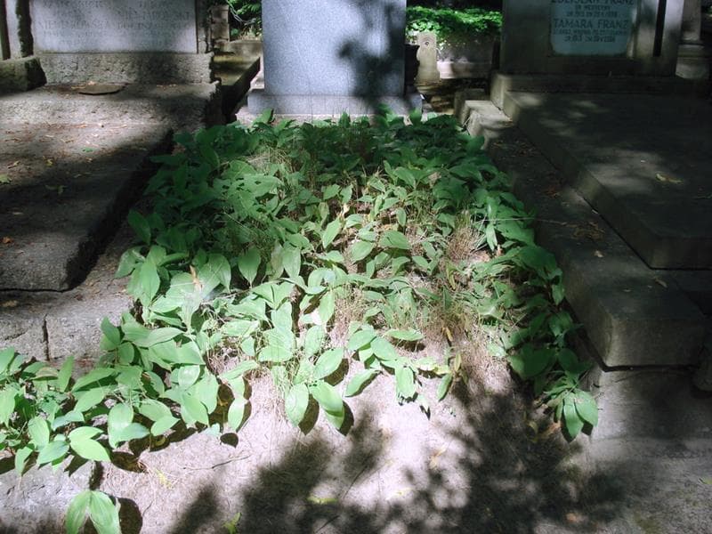 Zdjęcie grobu Pole Grobowe (1)