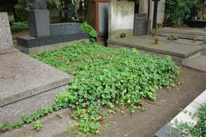 Zdjęcie grobu Anonim (1)