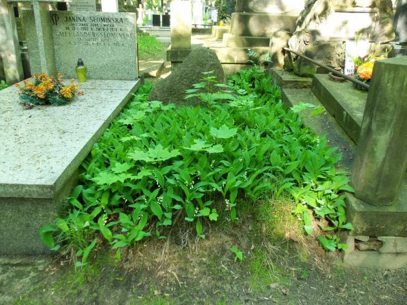 Zdjęcie grobu: Artur Pierożyński
