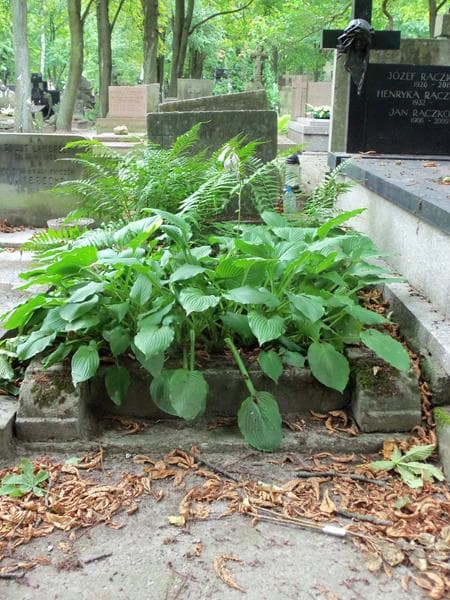 Zdjęcie grobu: Wacław Wyszomirski