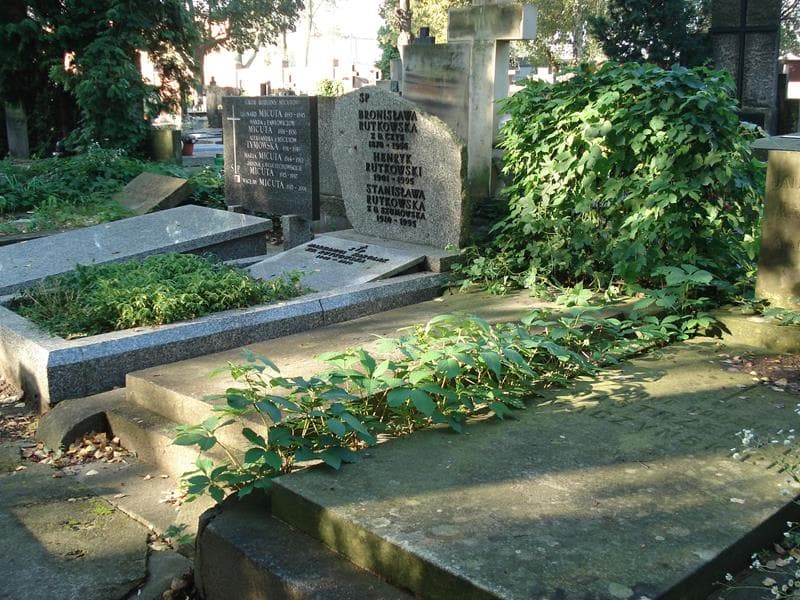 Zdjęcie grobu Zygmunt Guizot (2)