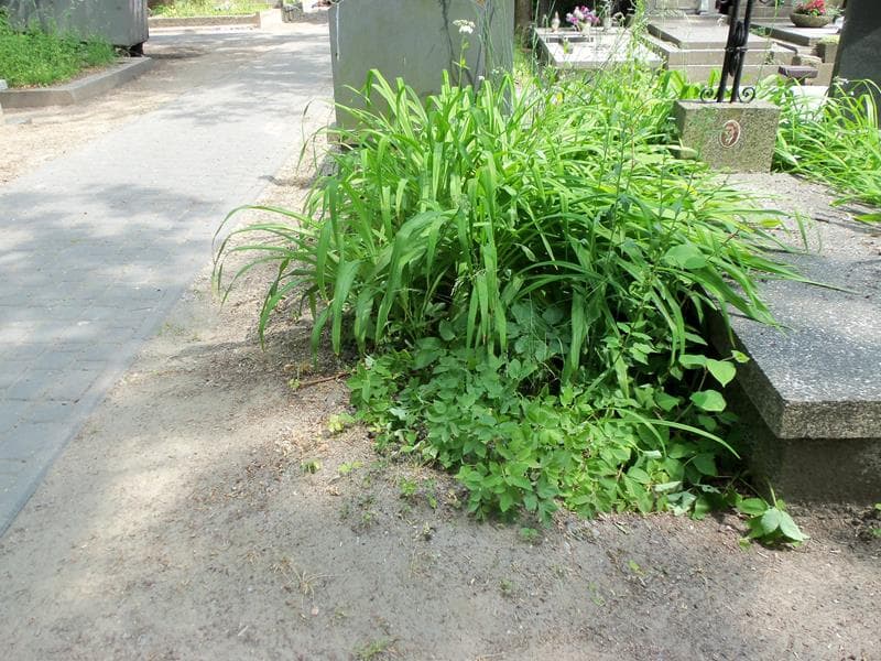 Zdjęcie grobu: Pole Grobowe