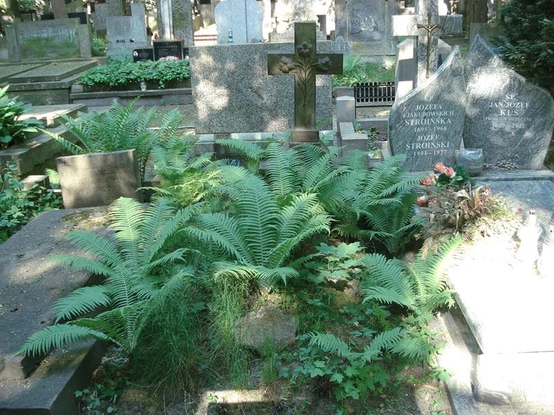 Zdjęcie grobu: Bronisław Paszkowski
