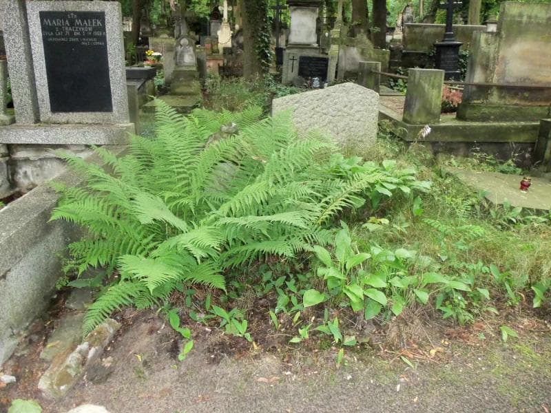Zdjęcie grobu: Bronisława Hachólska
