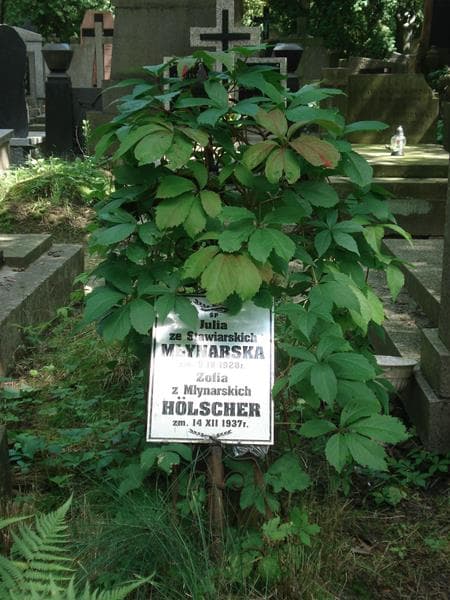 Zdjęcie grobu Zofia Holscher (2)