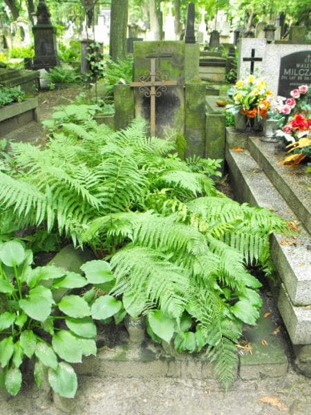 Zdjęcie grobu: Dunin Bartodziejscy