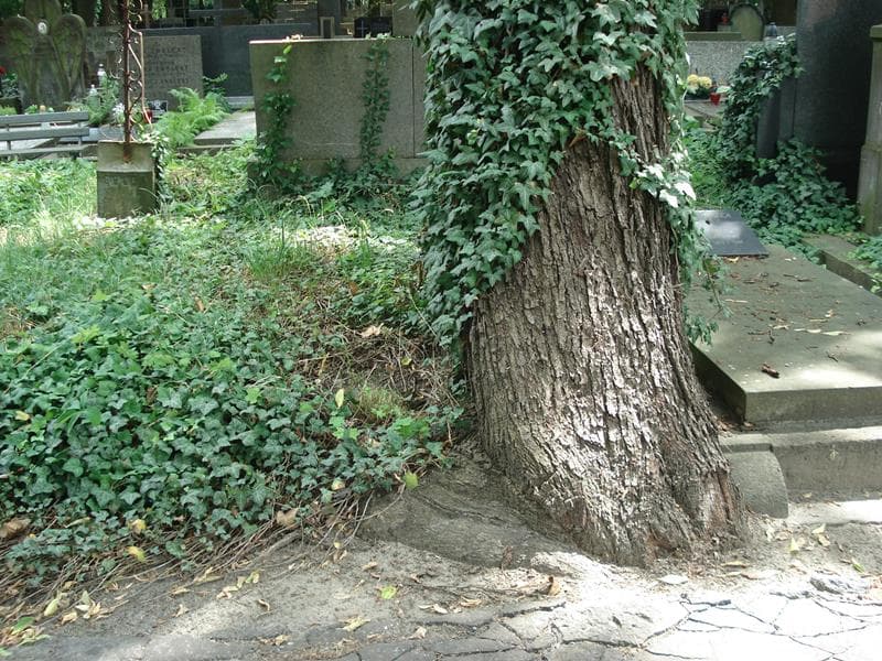 Zdjęcie grobu: Pole Grobowe