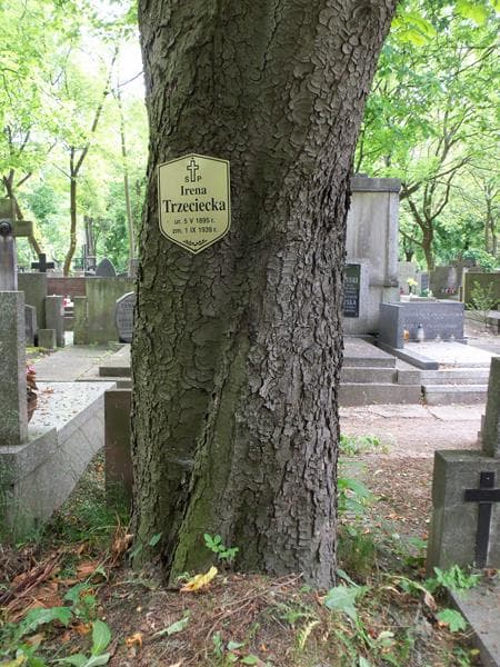 Zdjęcie grobu Irena Trzeciecka (2)