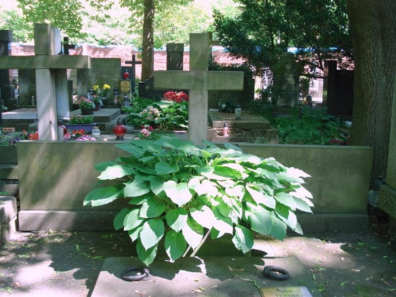 Zdjęcie grobu Maria Dymsza (2)