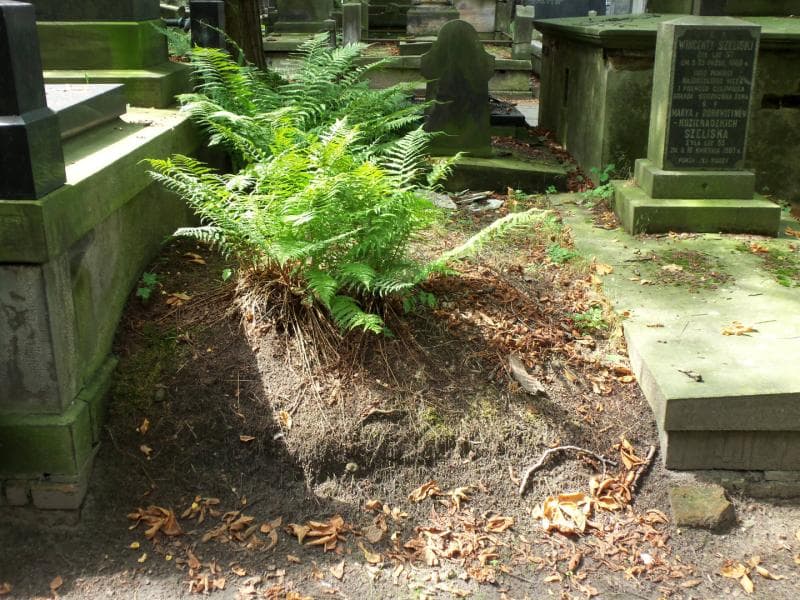 Zdjęcie grobu: Pole Grobowe