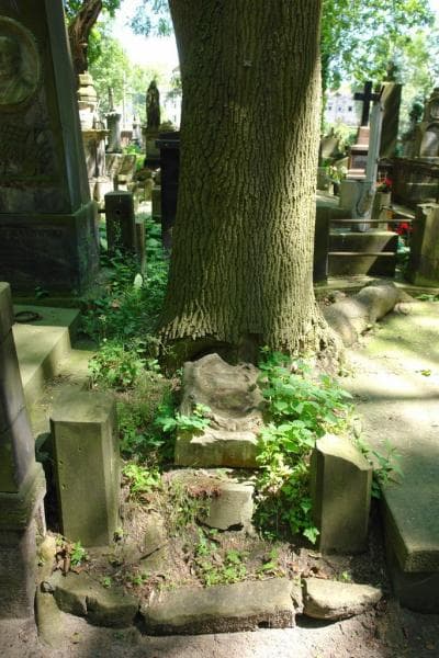 Zdjęcie grobu Franciszek Piętka (1)