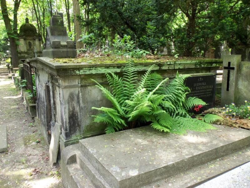 Zdjęcie grobu Feliks Głodowski (1)