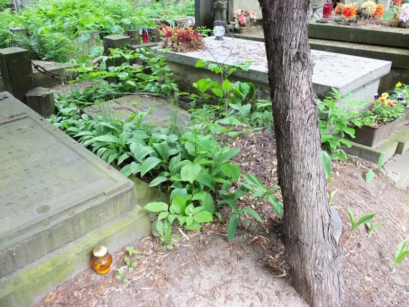 Zdjęcie grobu Kazimiera Jaworska (1)