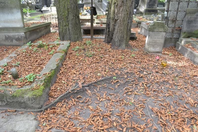 Zdjęcie grobu: Pole Grobowe