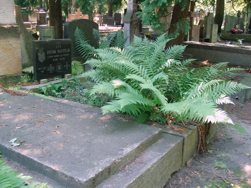 Zdjęcie grobu: Stefan Kulśtejn