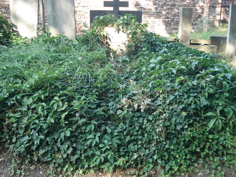 Zdjęcie grobu: Tadeusz Rościszewski