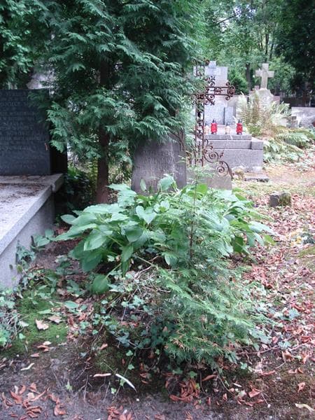 Zdjęcie grobu Feliks Drzewiński (1)
