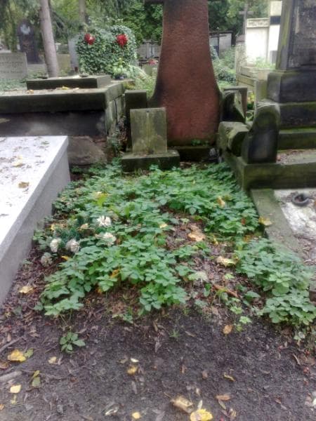 Zdjęcie grobu: Zygmunt Perczyński