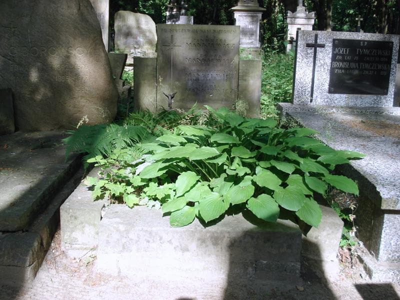 Zdjęcie grobu Andrzej Mankiewicz (1)