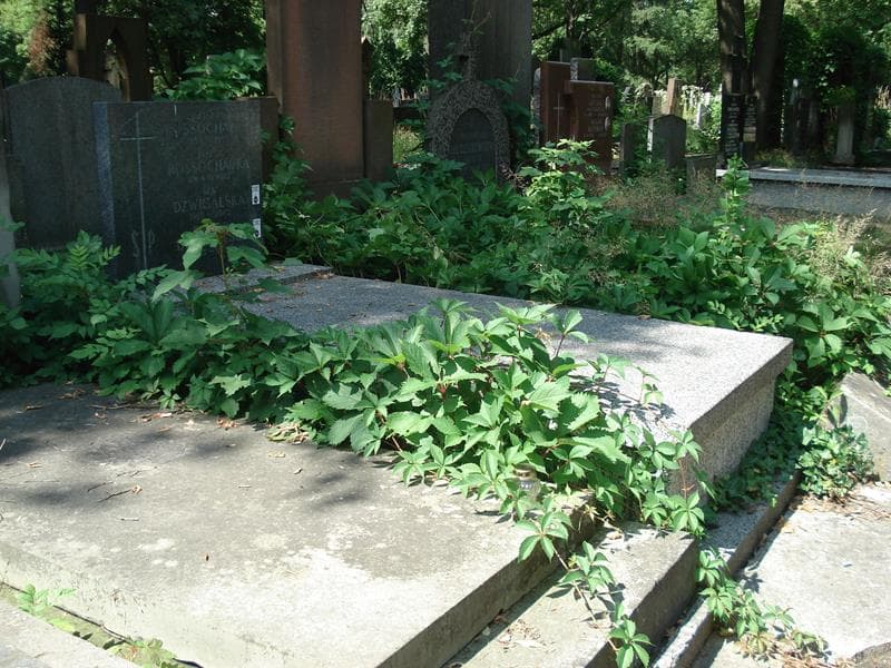 Zdjęcie grobu: Edward Dźwigalski