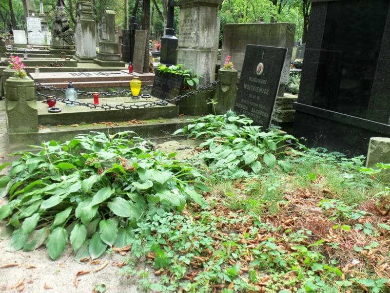 Zdjęcie grobu Jadwiga Sąchocka (1)