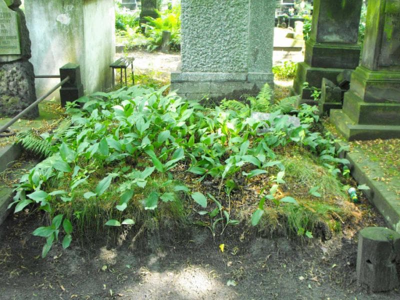 Zdjęcie grobu: Renia Ciszkiewiczówna