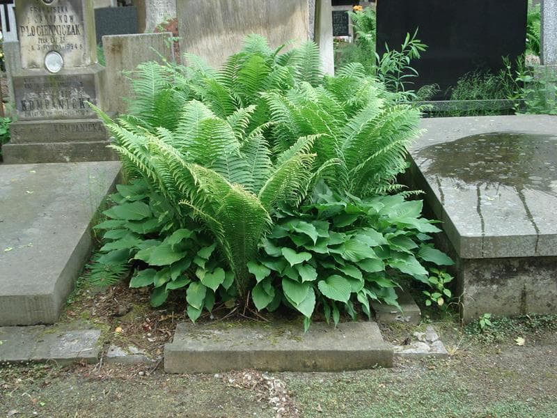 Zdjęcie grobu: Maria Jakubowska