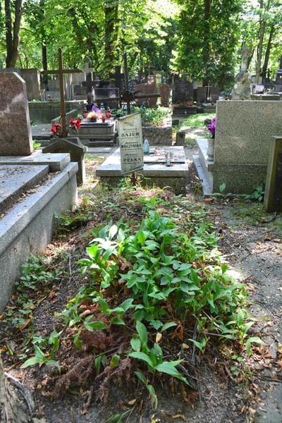 Zdjęcie grobu Julianna Walczyńska (1)