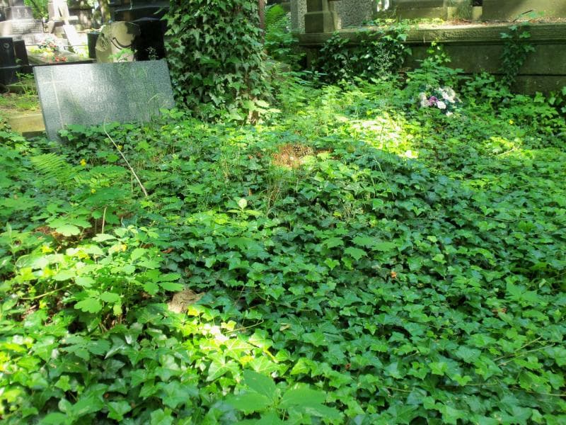 Zdjęcie grobu Sabina Turska (1)