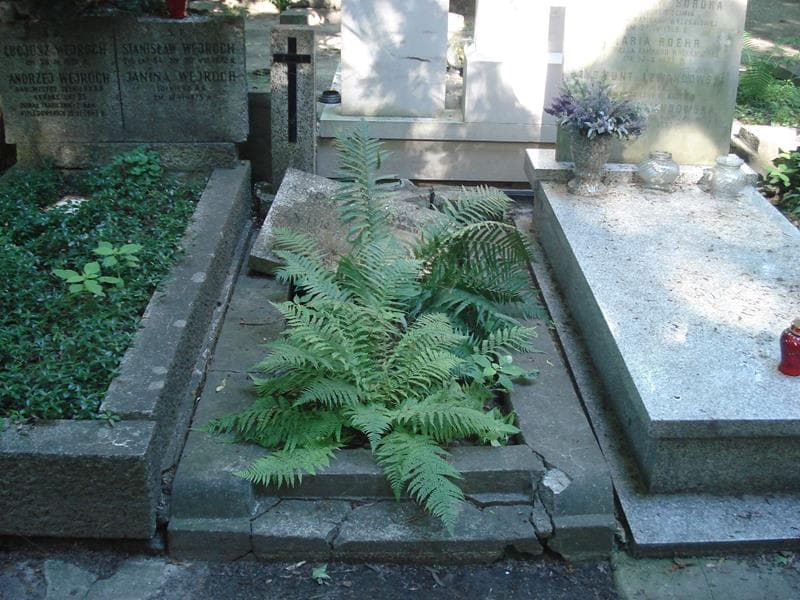 Zdjęcie grobu: Maria Regina Andrzejewska