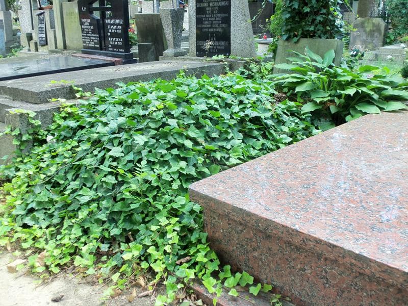 Zdjęcie grobu Tadeusz Stanisław Thiel (1)
