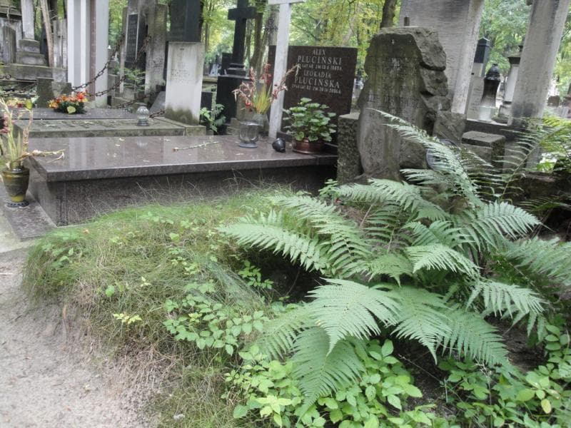 Zdjęcie grobu Józef Hryniewicz (1)