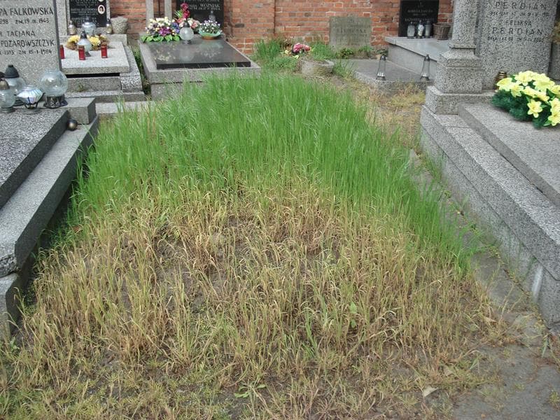 Zdjęcie grobu: Pole Grobowe