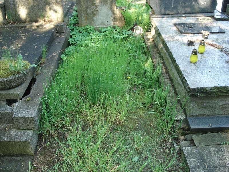 Zdjęcie grobu: Pole Grobowe