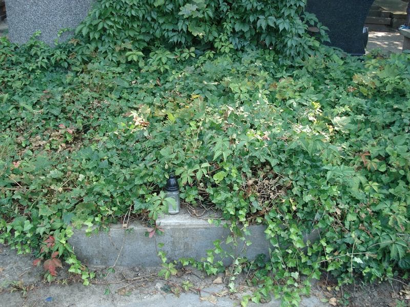 Zdjęcie grobu: Gustaw Wutke