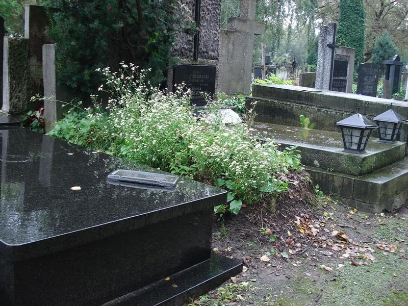 Zdjęcie grobu Stanisław Ostrowski (1)