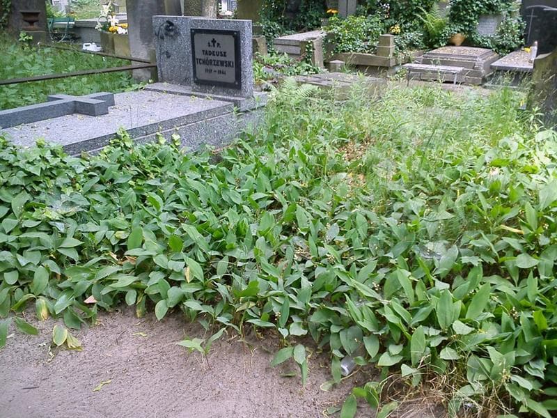 Zdjęcie grobu: Pole Grobowe