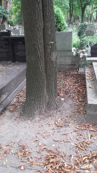 Zdjęcie grobu Pole Grobowe (1)