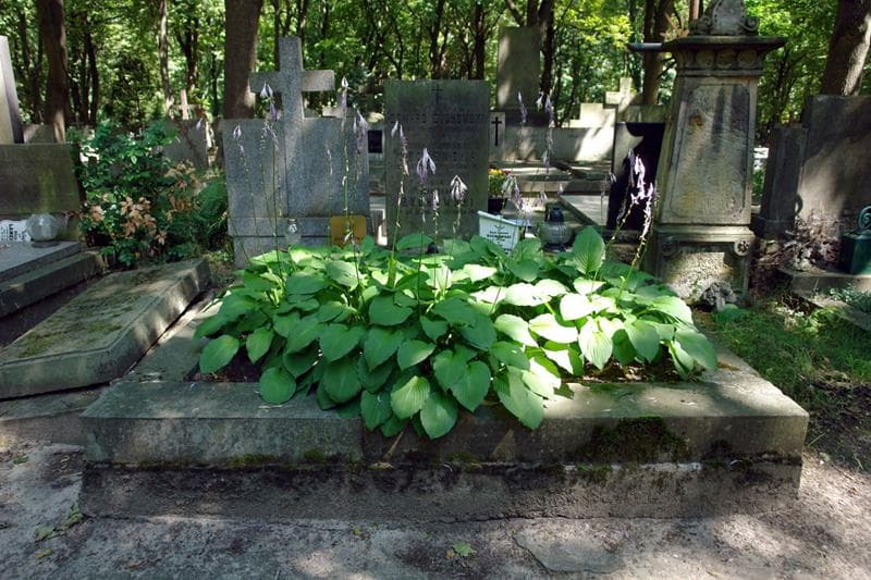 Zdjęcie grobu: Edward Żychowski